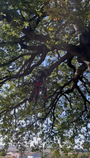 Taille sanitaire d'un chêne et élagage des branches à Saintes, Saintes, Arbo’Côte Paysage