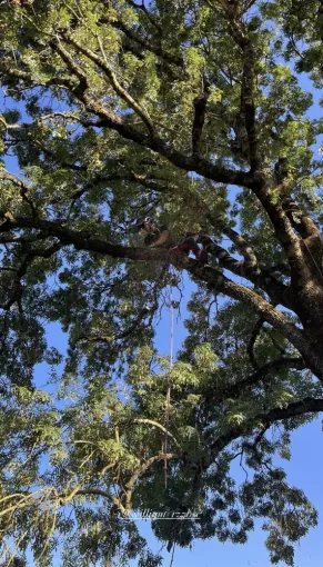 Taille sanitaire d'un frêne et élagage des branches au-dessus de la maison à Saintes, Saintes, Arbo’Côte Paysage