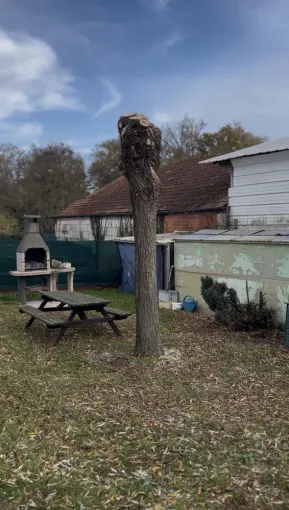 Taille en têtard d'un saule pleureur à la rochelle, Saintes, Arbo’Côte Paysage