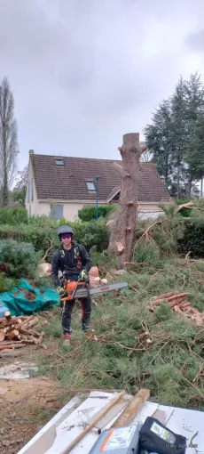 Abattage d’un pin pour une future construction à Saintes, Saintes, Arbo’Côte Paysage