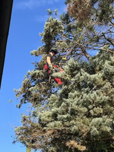 Taille d’un pin en bout de branche pour sécuriser une maison à Royan, Saintes, Arbo’Côte Paysage