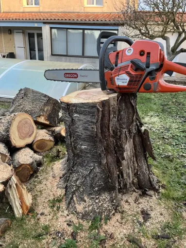 Abattage d’un cerisier mort avec rognage de la souche à saintes, Saintes, Arbo’Côte Paysage