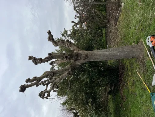 Élagage d’un érable en tête de chat à saintes, Saintes, Arbo’Côte Paysage