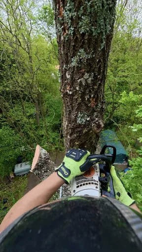 Abattage d'un frêne dangereux par démontage, Saintes, Arbo’Côte Paysage