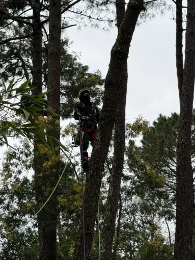 Abattage délicat d'un pin mort dangereux, Saintes, Arbo’Côte Paysage