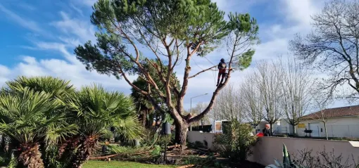 Abattage par démontage d'un pin parasol pour une construction à Royan, Saintes, Arbo’Côte Paysage
