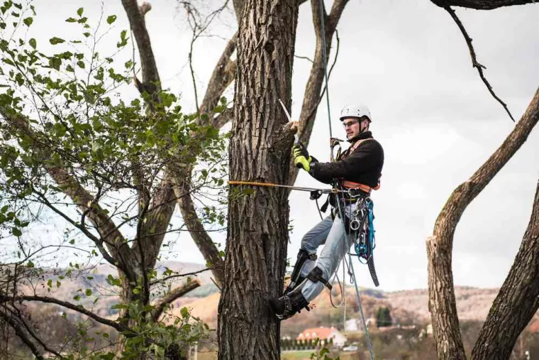 Entreprise d'élagage pour une intervention rapide pour une taille d'arbre dangereux, Saintes, Arbo’Côte Paysage