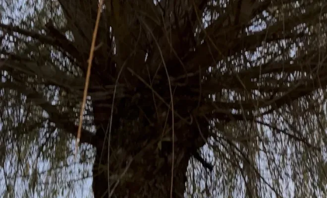 Taille en têtard d'un saule pleureur à la rochelle, Saintes, Arbo’Côte Paysage