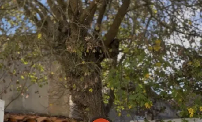 Taille d'un érable champêtre à Saintes, Saintes, Arbo’Côte Paysage