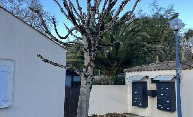 Taille d'un olivier et de deux érables pour une copro à La Rochelle, Saintes, Arbo’Côte Paysage