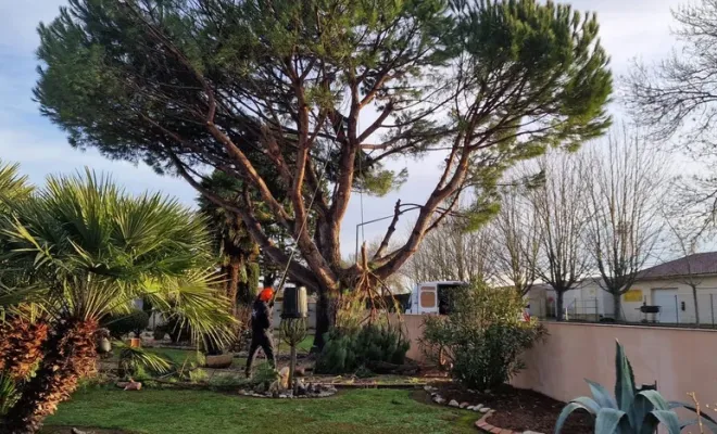 Abattage par démontage d'un pin parasol pour une construction à Royan, Saintes, Arbo’Côte Paysage