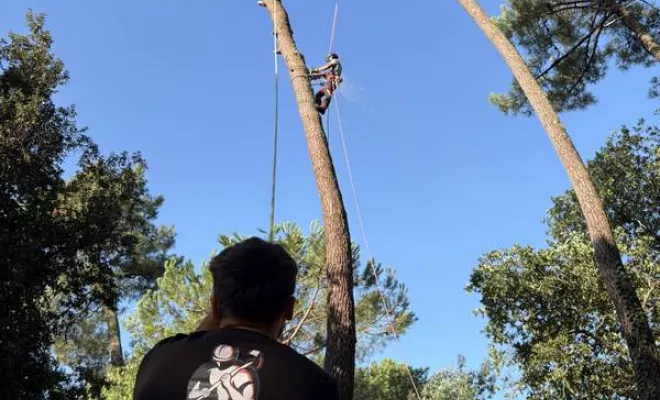Abattage, Saintes, Arbo’Côte Paysage
