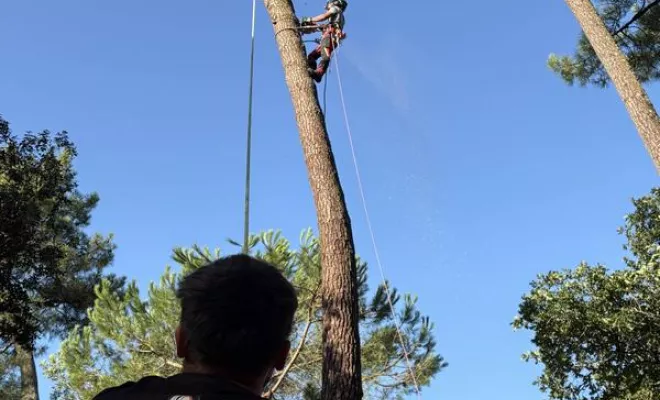 Abattage, Saintes, Arbo’Côte Paysage
