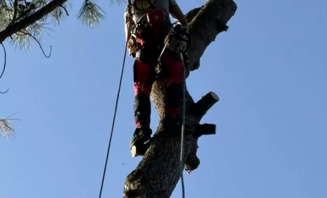 Abattage, Saintes, Arbo’Côte Paysage