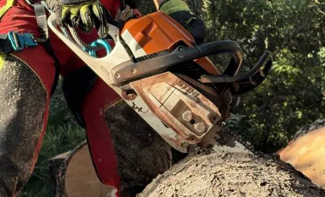 Abattage, Saintes, Arbo’Côte Paysage