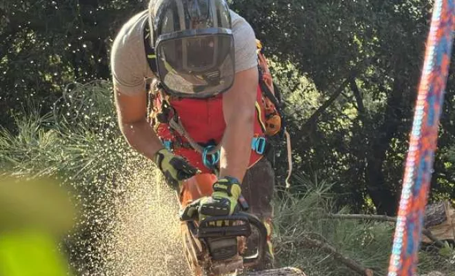 Abattage, Saintes, Arbo’Côte Paysage
