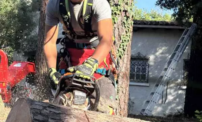 Abattage, Saintes, Arbo’Côte Paysage