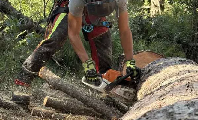 Abattage, Saintes, Arbo’Côte Paysage