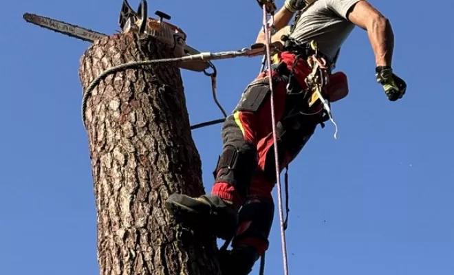 Abattage, Saintes, Arbo’Côte Paysage