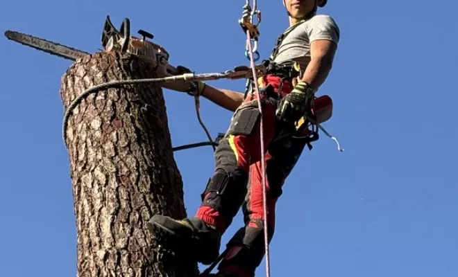 Abattage, Saintes, Arbo’Côte Paysage