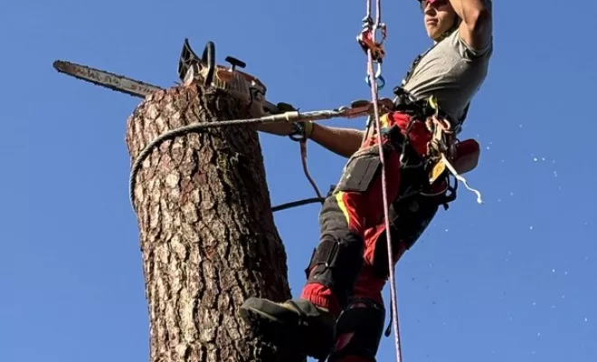Abattage, Saintes, Arbo’Côte Paysage