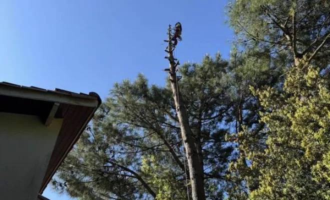 Élagage, Saintes, Arbo’Côte Paysage