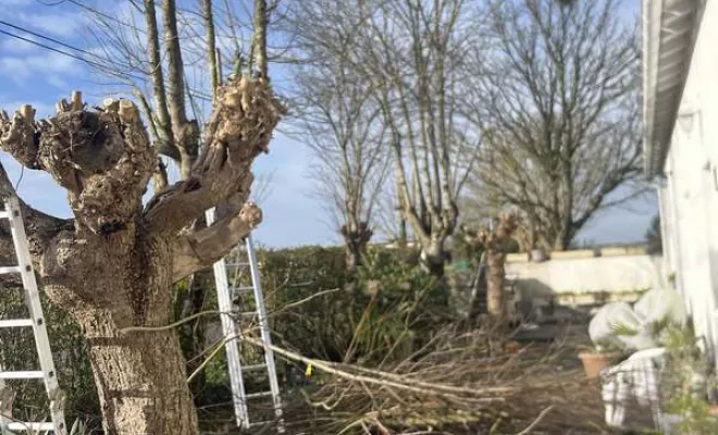 Élagage, Saintes, Arbo’Côte Paysage