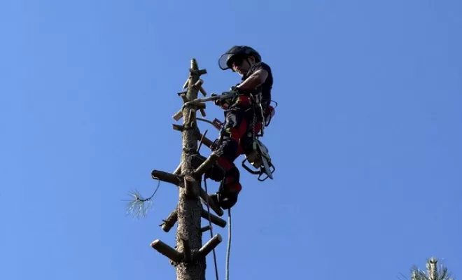 Élagage, Saintes, Arbo’Côte Paysage