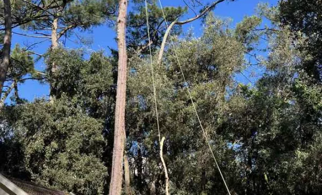 Élagage, Saintes, Arbo’Côte Paysage