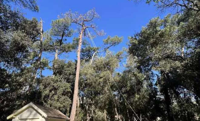 Élagage, Saintes, Arbo’Côte Paysage