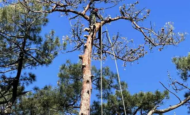 Élagage, Saintes, Arbo’Côte Paysage