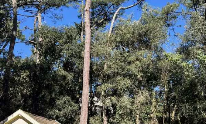 Élagage, Saintes, Arbo’Côte Paysage