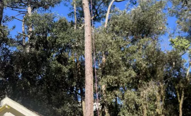 Élagage, Saintes, Arbo’Côte Paysage