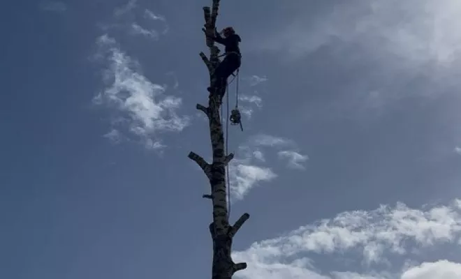 Élagage, Saintes, Arbo’Côte Paysage