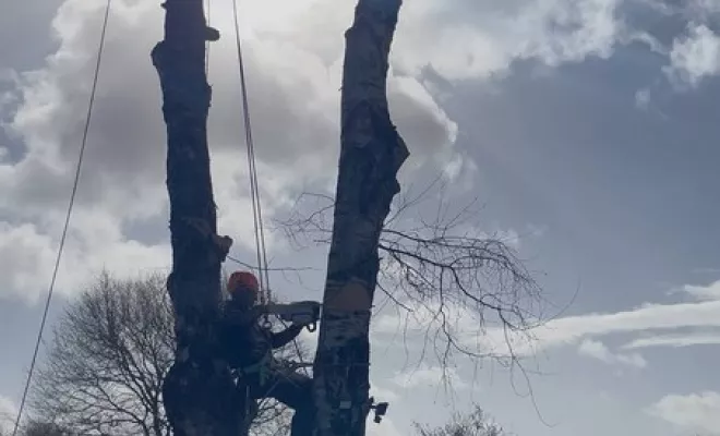 Élagage, Saintes, Arbo’Côte Paysage